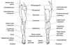 Cutaneous Nerve Distribution: Lower Limb