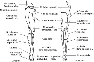 Innervationsgebiete der Hautnerven: untere Extremität