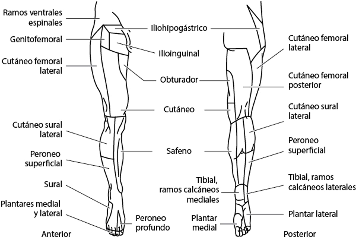 Distribución de los nervios cutáneos: miembro inferior