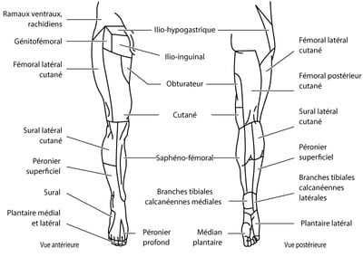 Territoires sensitifs tronculaires: membre inférieur