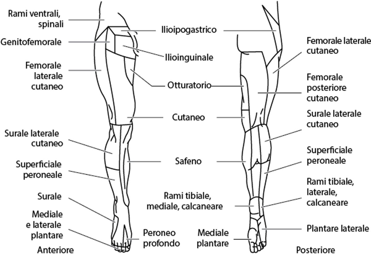 Distribuzione cutanea dei nervi: arto inferiore