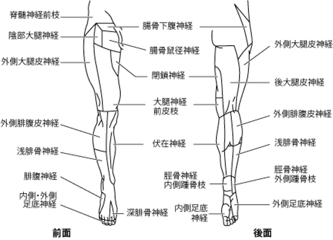 皮神経の分布：下肢