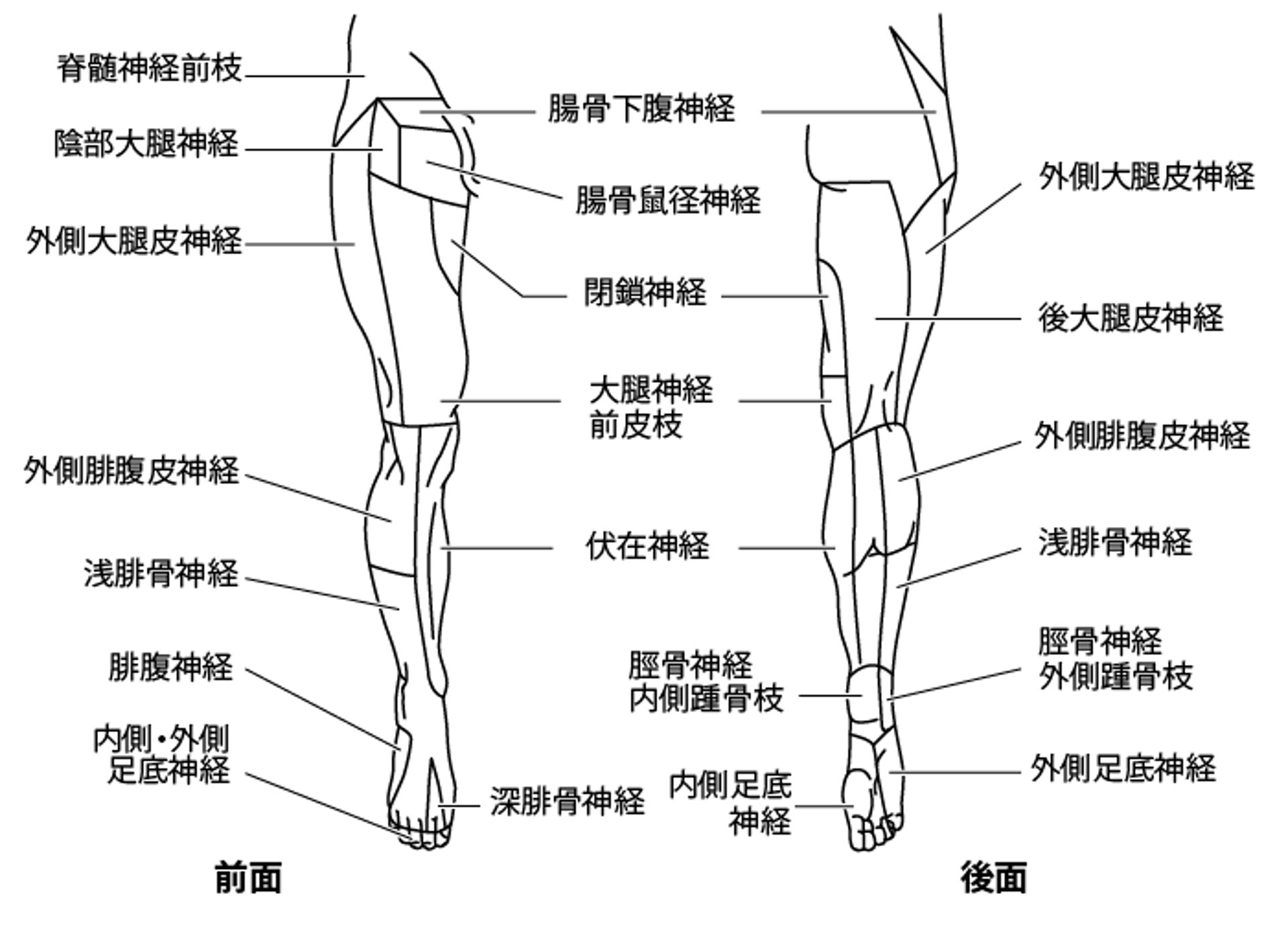 皮神経の分布：下肢