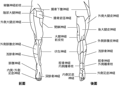 皮神経の分布：下肢