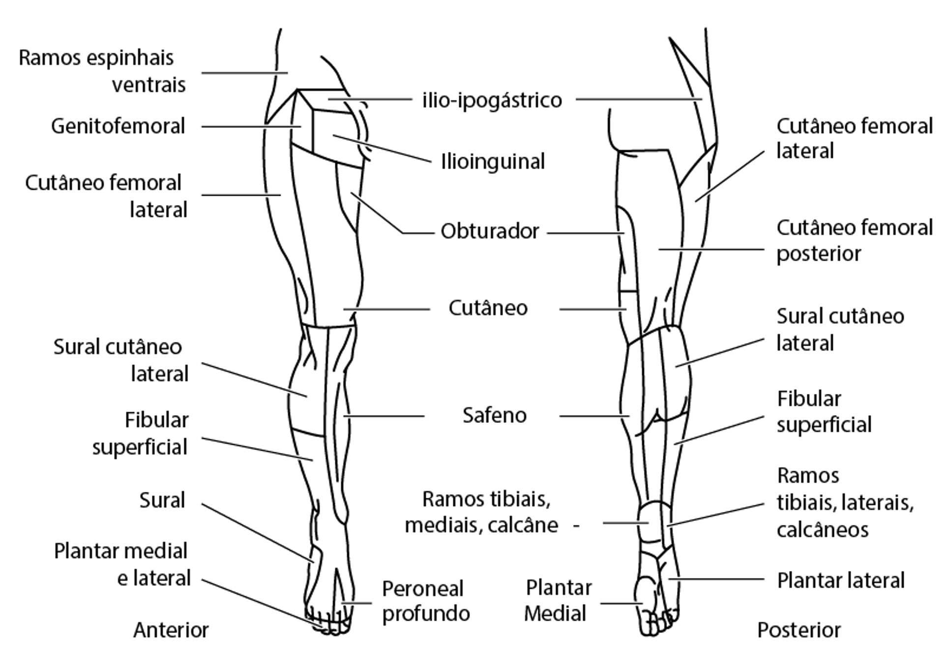 Distribuição do nervo cutâneo: membro inferior