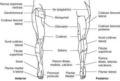 Distribuição do nervo cutâneo: membro inferior