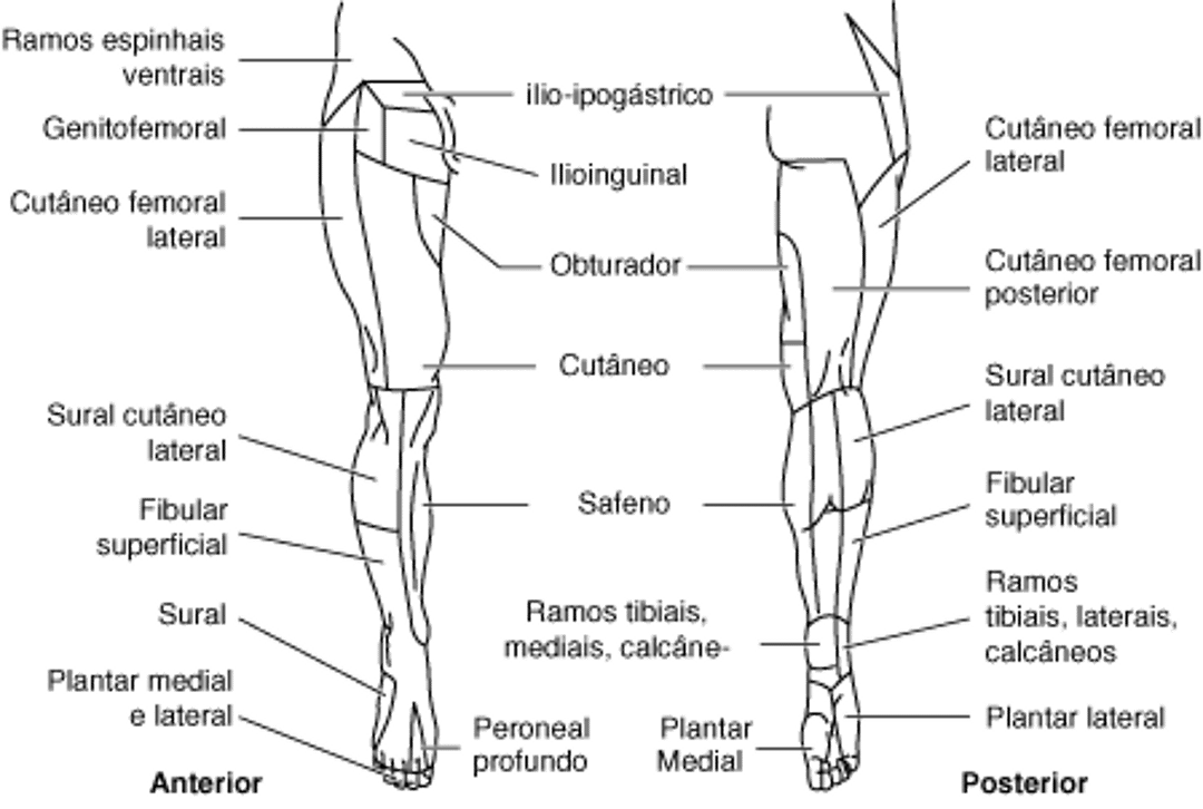 Distribuição do nervo cutâneo: membro inferior
