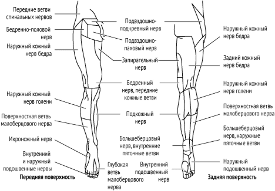 Зоны иннервации кожных нервов нижней конечности
