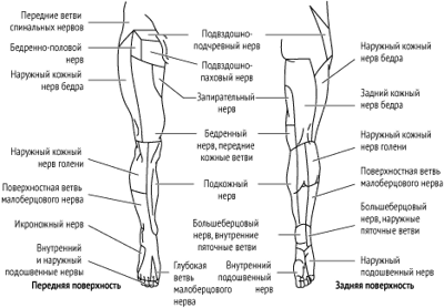 Зоны иннервации кожных нервов нижней конечности