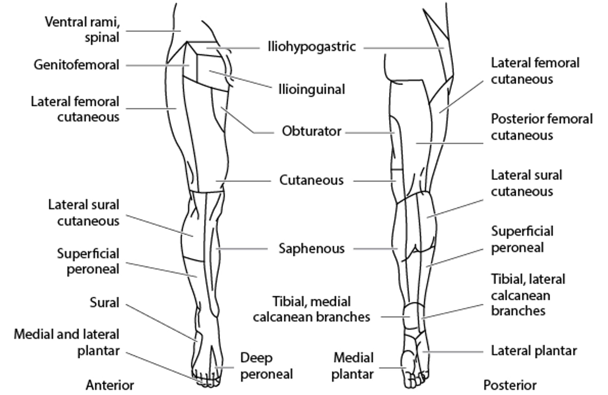 Зона інервації шкірного нерва: Нижня кінцівка