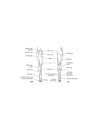 Phân bố thần kinh ở da: Chi dưới