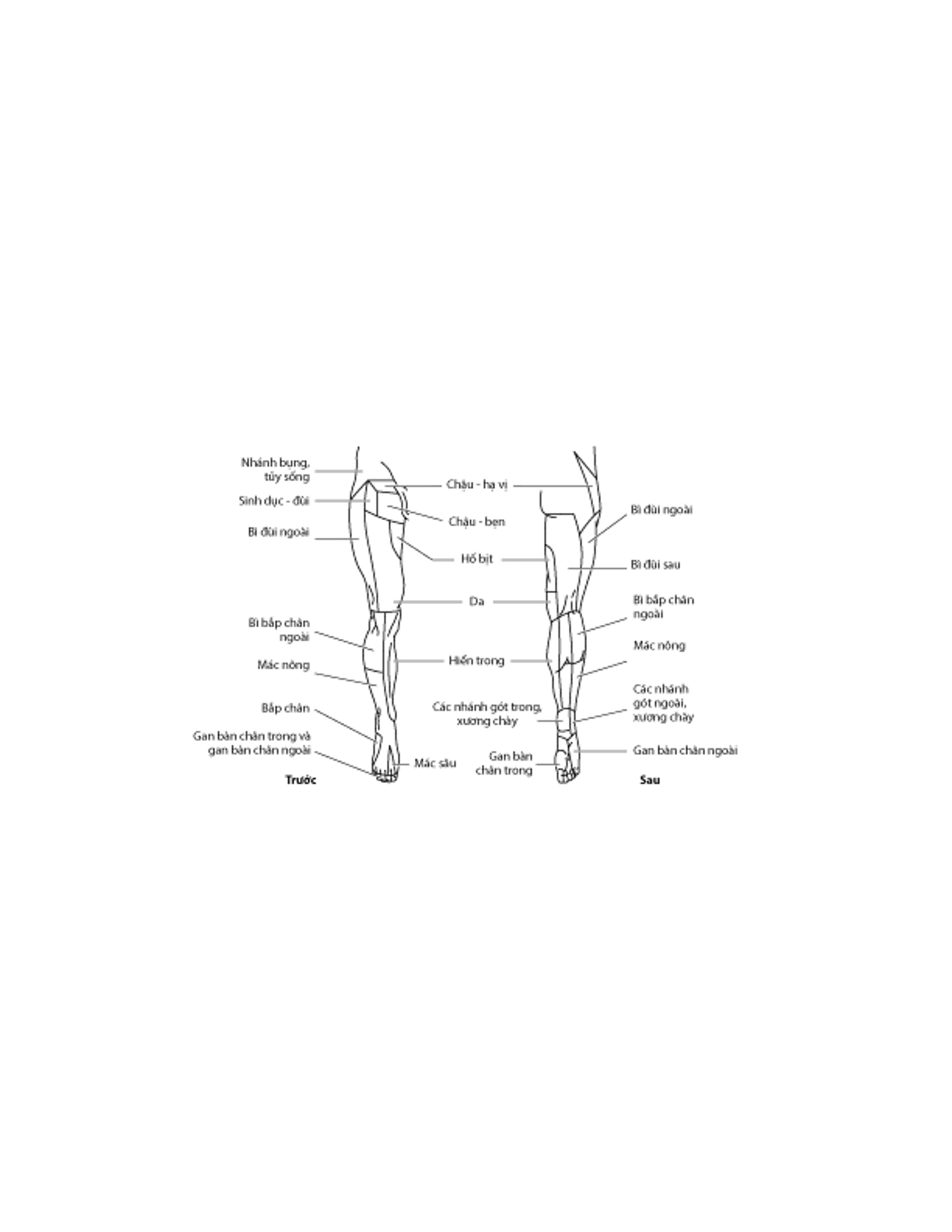 Phân bố thần kinh ở da: Chi dưới