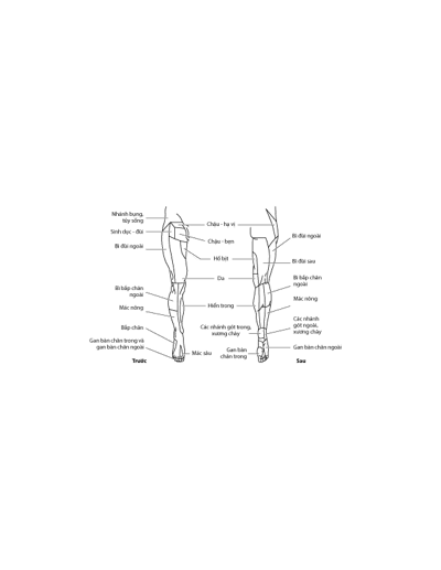 Phân bố thần kinh ở da: Chi dưới