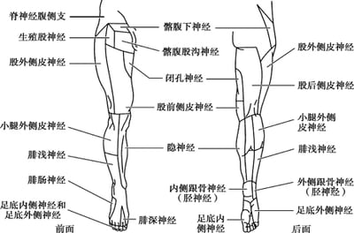 下肢的皮神经分布