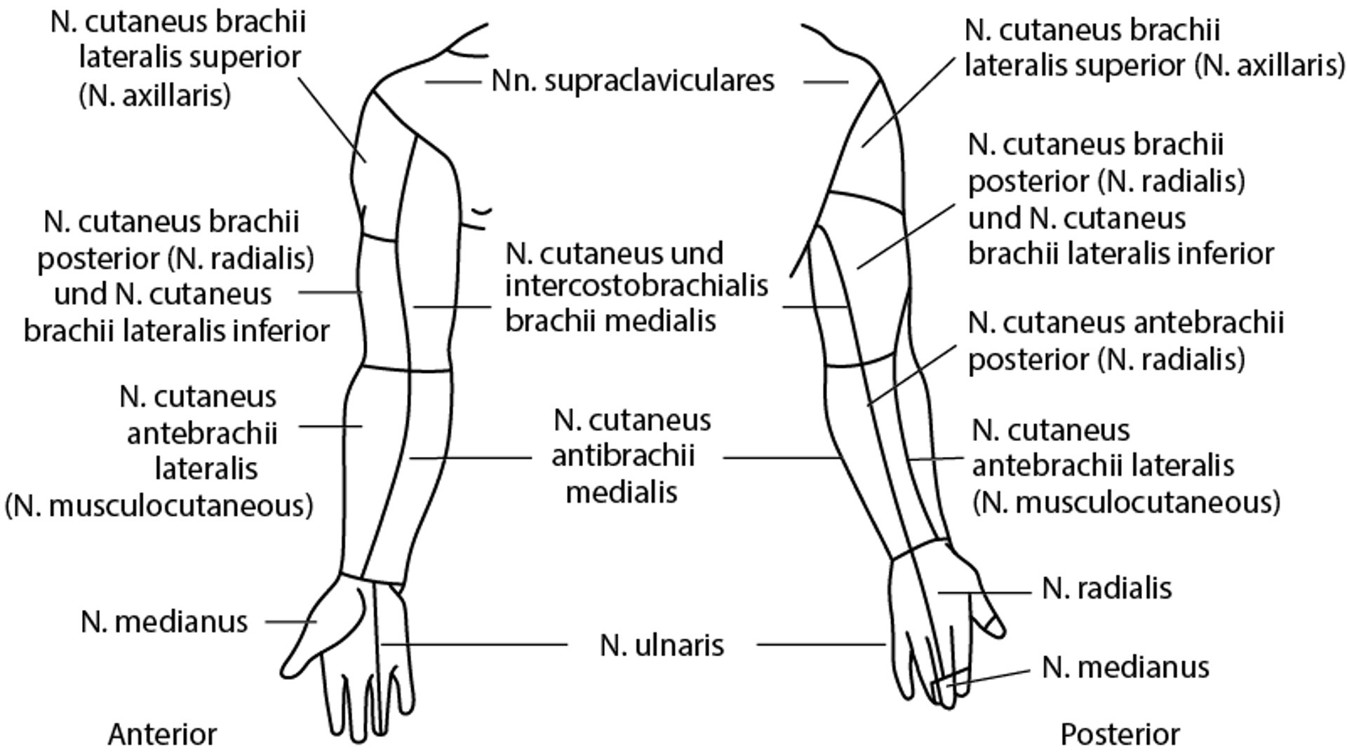 Innervationsgebiete der Hautnerven: obere Extremität