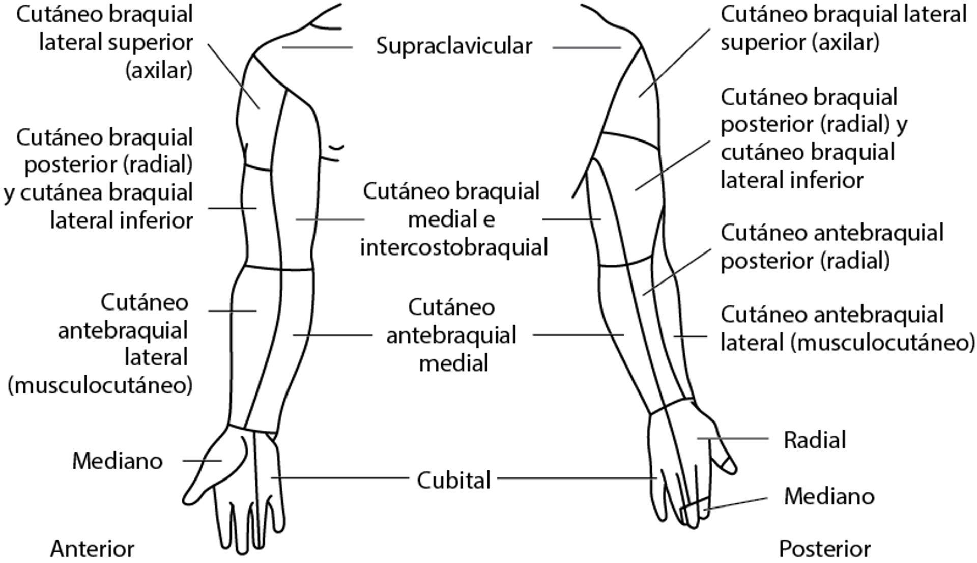 Distribución de los nervios cutáneos: miembro superior