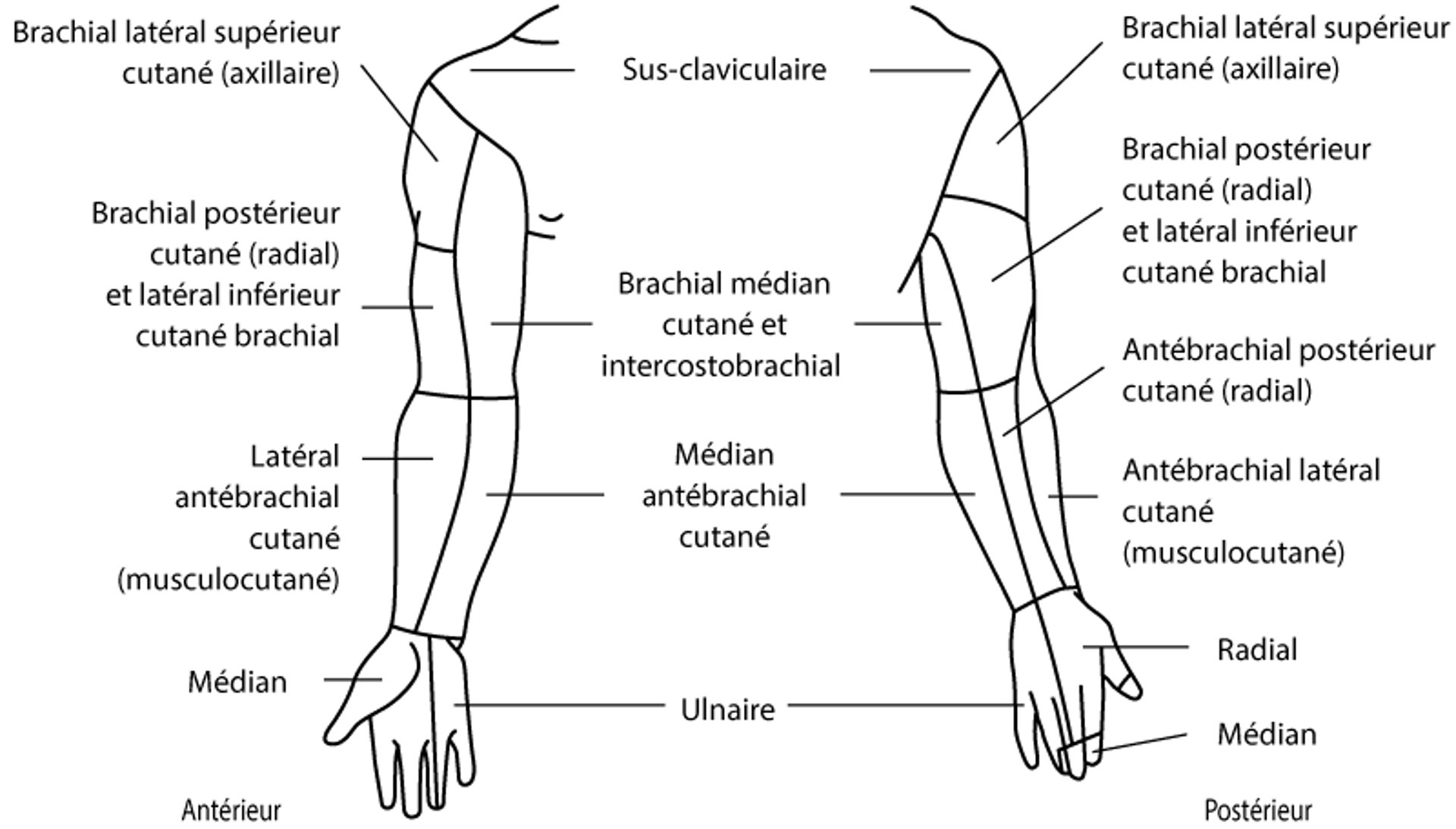 Territoires sensitifs tronculaires: membre supérieur