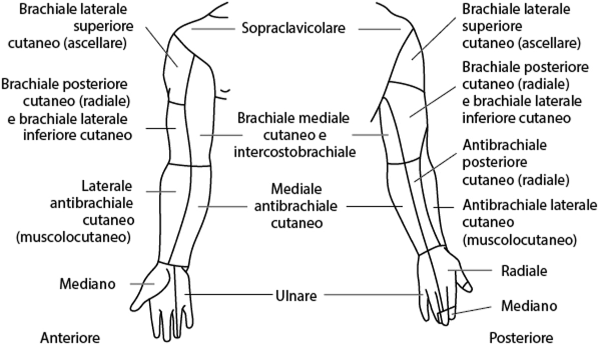 Distribuzione cutanea dei nervi: arto superiore
