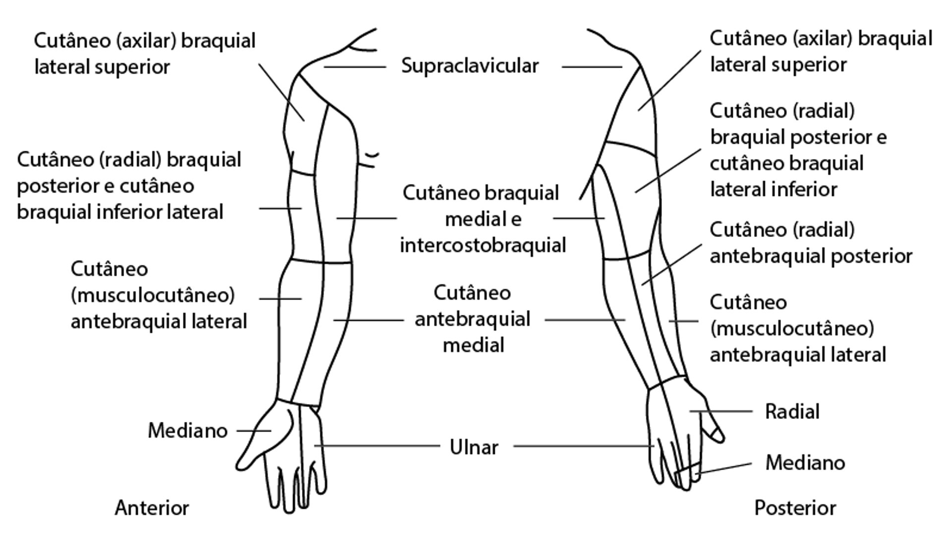 Distribuição do nervo cutâneo: membro superior