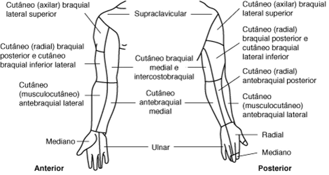 Distribuição do nervo cutâneo: membro superior