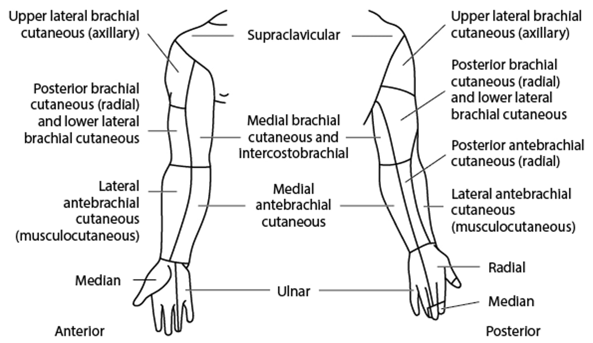 Зона інервації шкірного нерва: Верхня кінцівка
