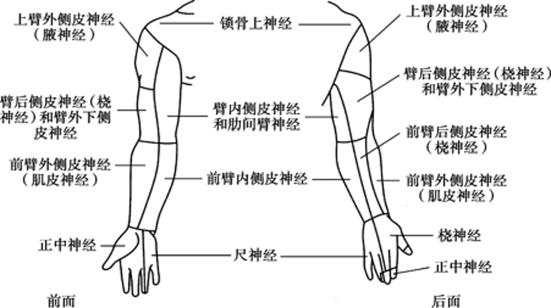 上肢的皮神经分布