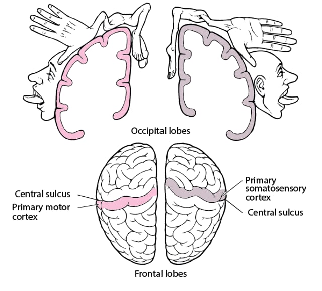 Image:Homunculus-MSD Manual Professional Edition