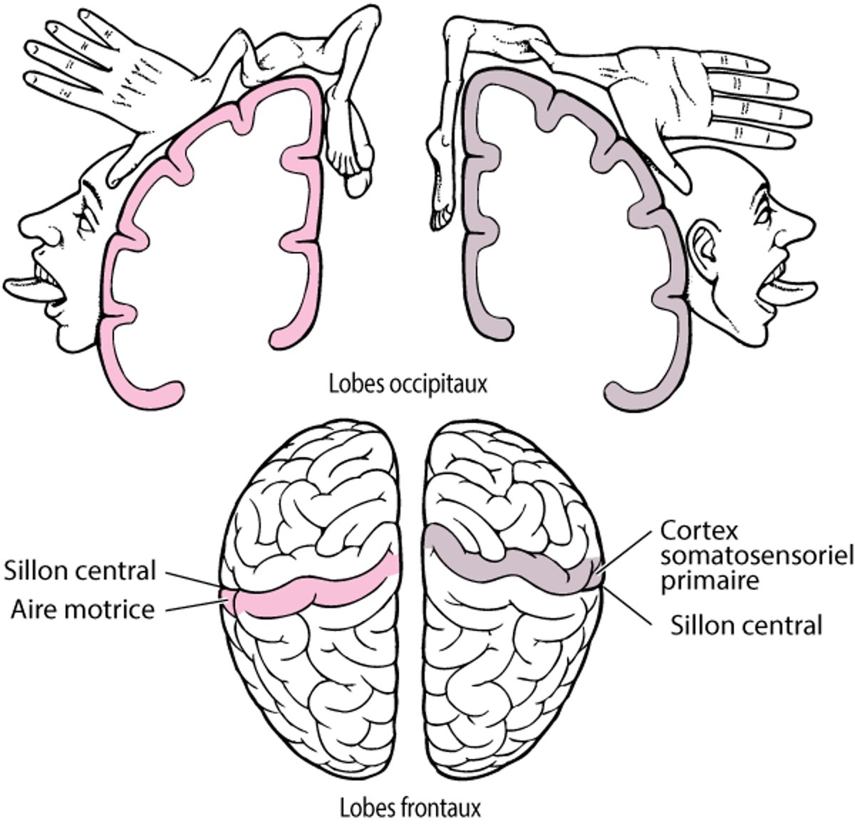 Homonculus
