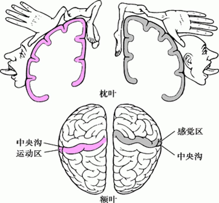 矮人模型