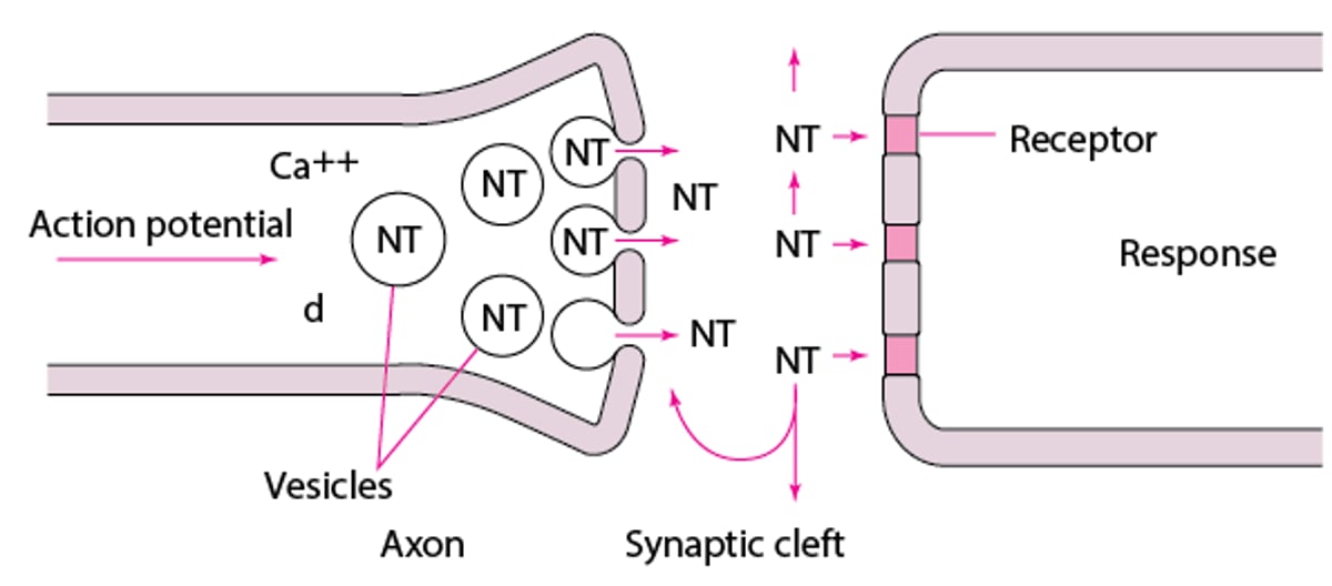 Neurotransmission