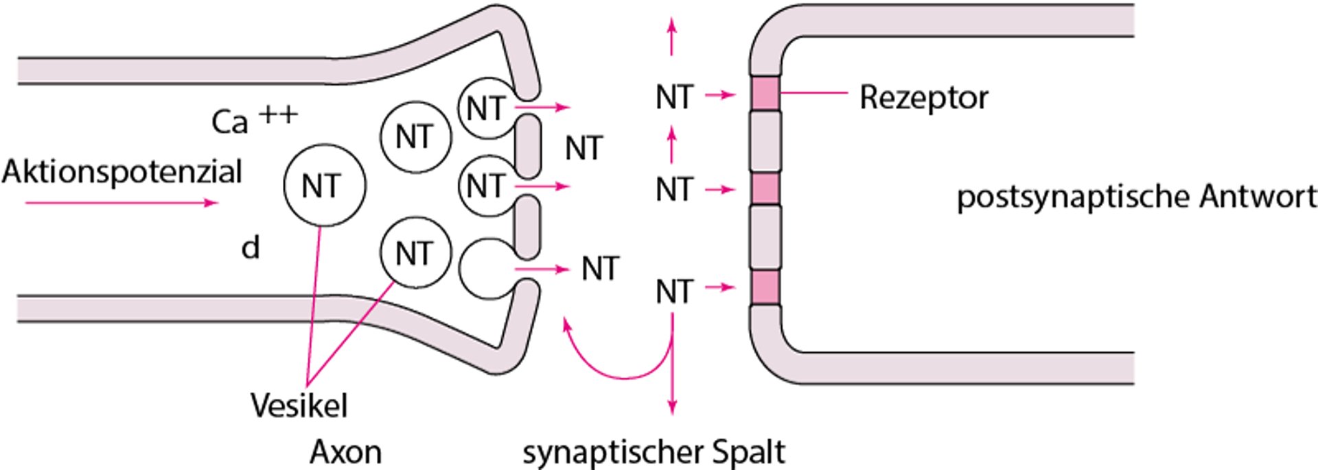 Neurotransmission