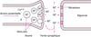Neurotransmission