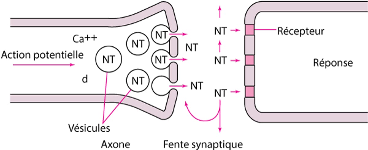 Neurotransmission