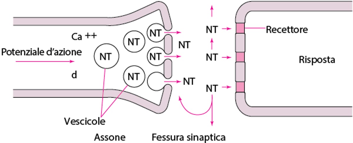 Neurotrasmissione