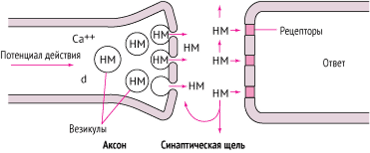 Нейротрансмиссия