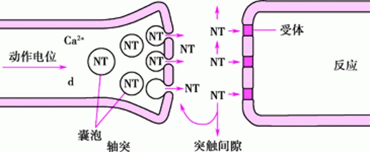 神经传递