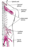 Plexuses