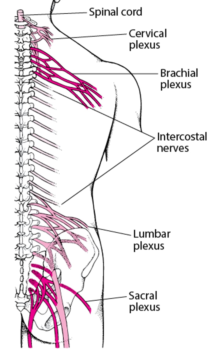 Plexuses