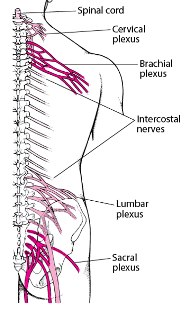 Plexus Intrinseque Image:Plexuses-Merck Manual Professional Edition