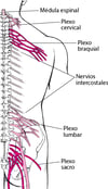 Plexos
