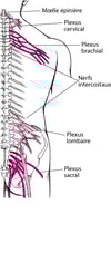 Plexus