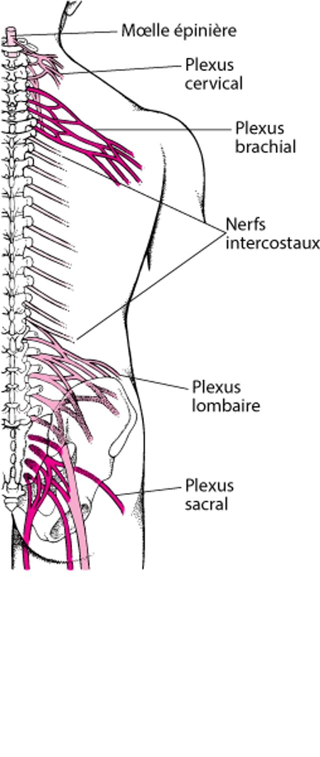 Plexus