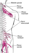 Plessi