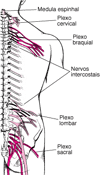 Plexos
