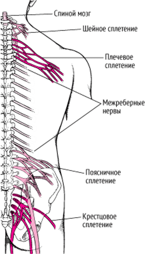 Плексопатии