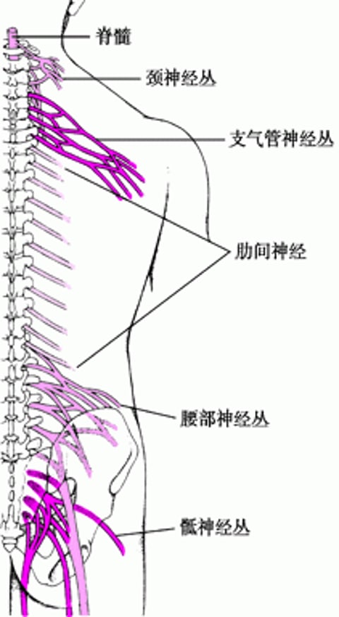 神经丛