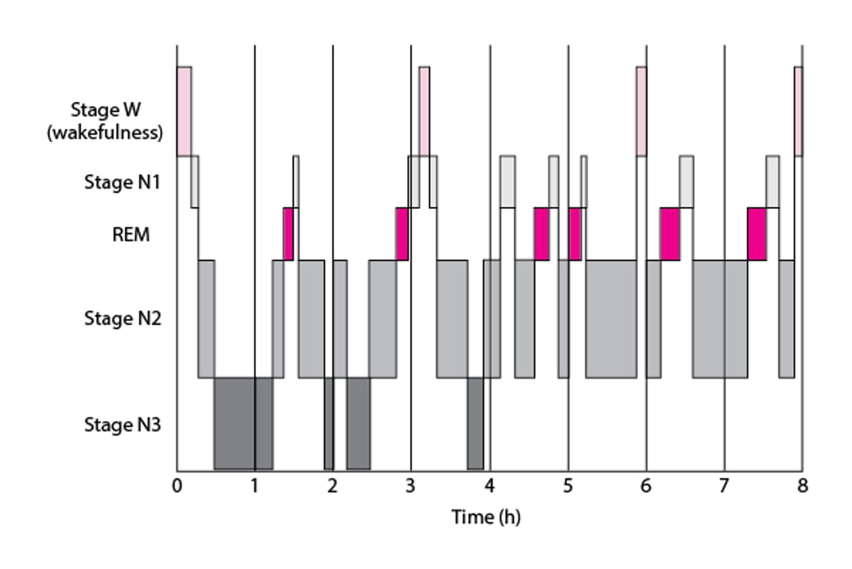 Typical Sleep Pattern in Young Adults