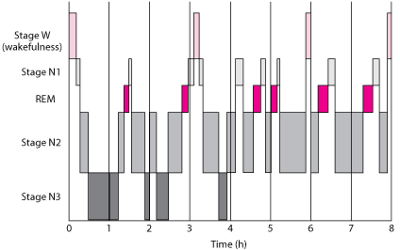 Typical Sleep Pattern in Young Adults