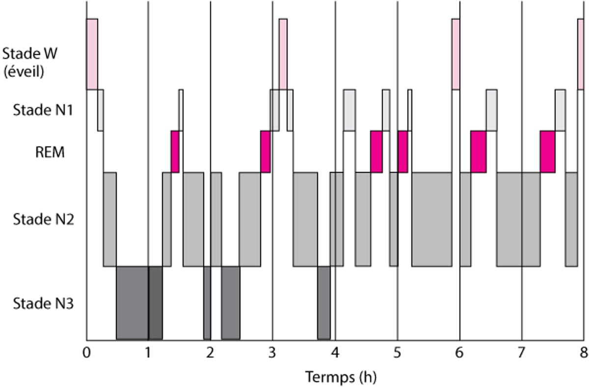 Modèle de sommeil habituel chez les jeunes adultes