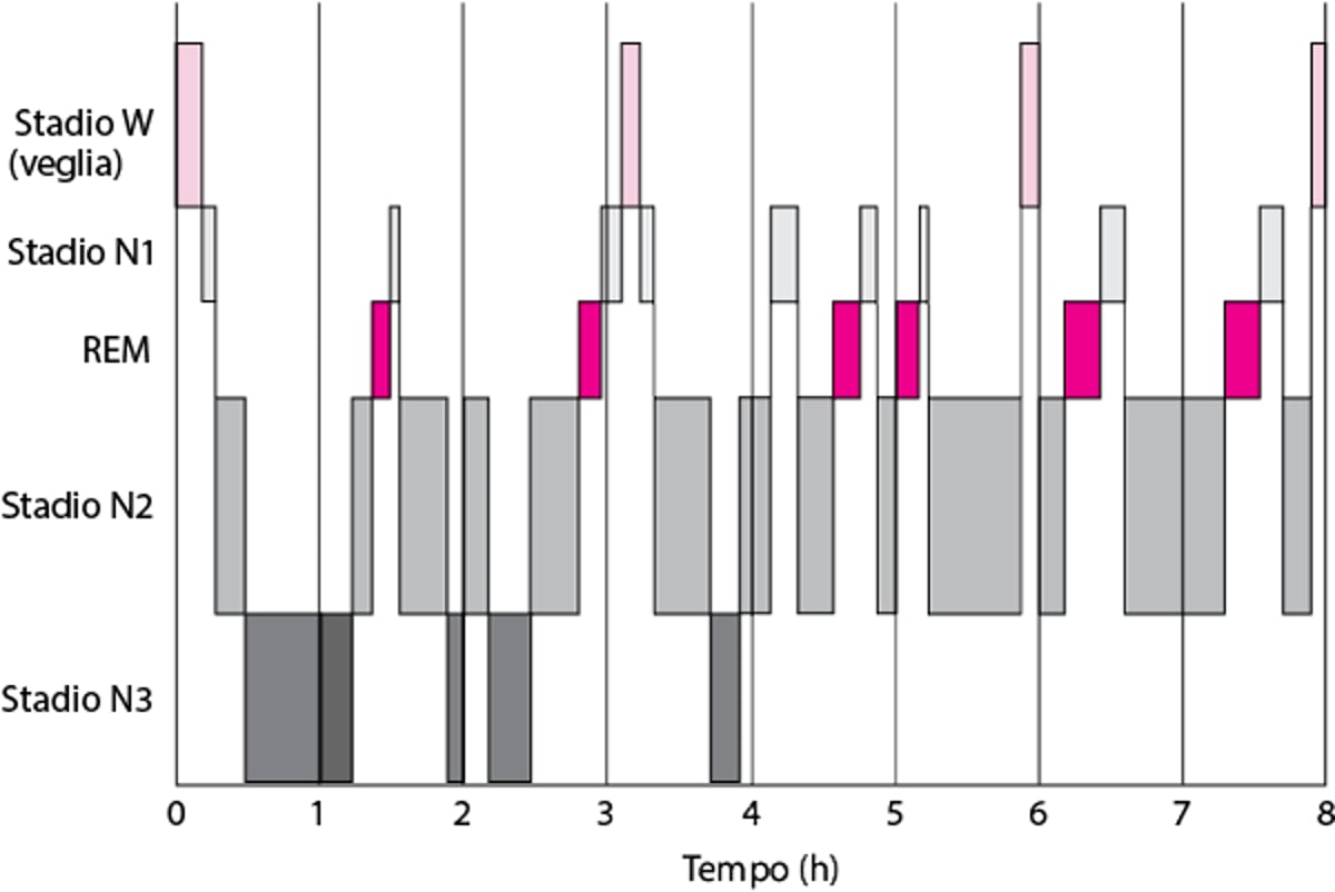 Tipico schema del sonno nei giovani adulti